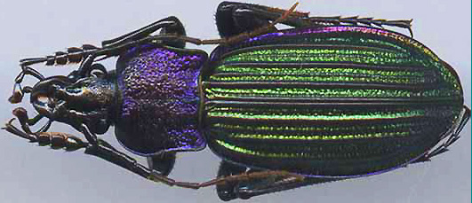 http://www.gorodinski.ru/carabus/Megodontus exaratus prahwei.jpg